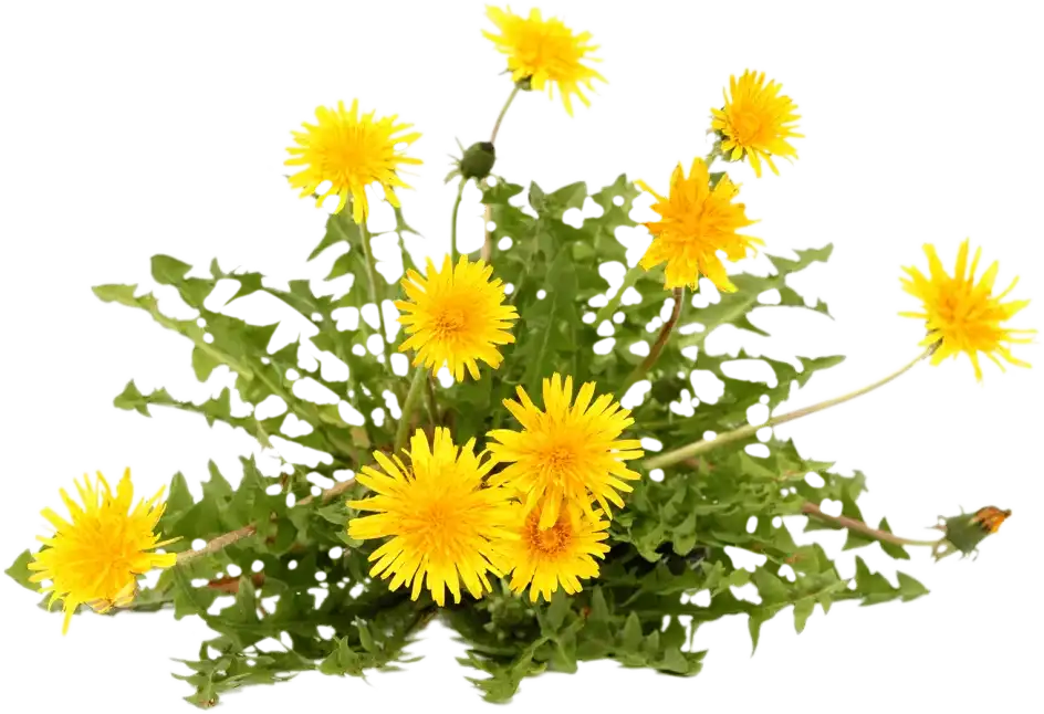 yellow weeds
